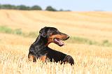 DOBERMANN 956